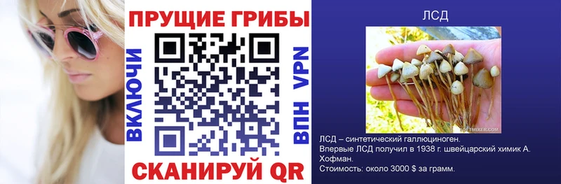 Псилоцибиновые грибы Cubensis  Солигалич 